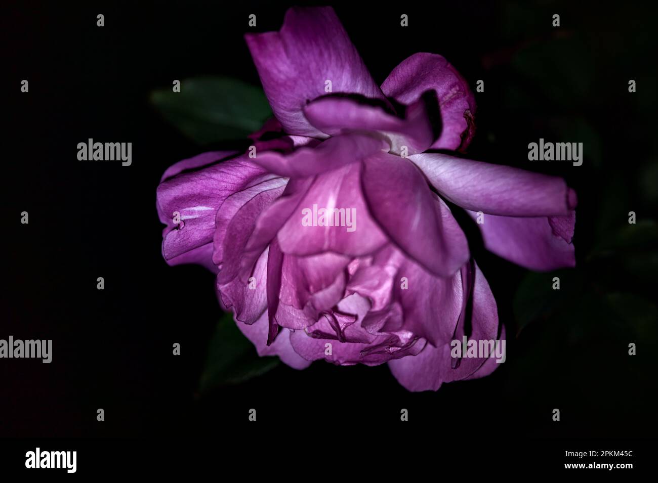 Pink roses in bloom seen up close under a direct light Stock Photo Alamy