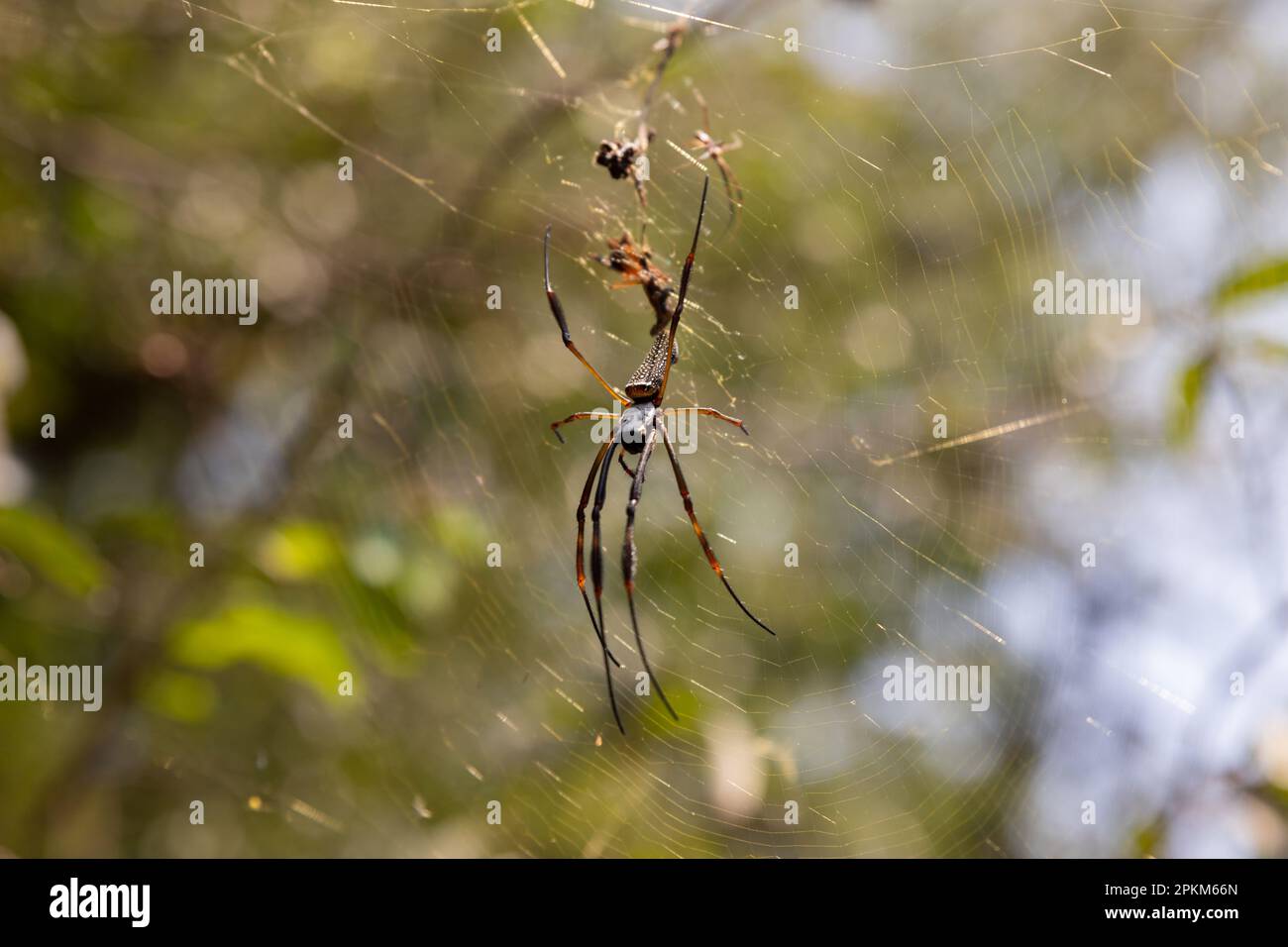 Spring Insects Spider Spider insects in spring hi-res stock photography and images - Alamy