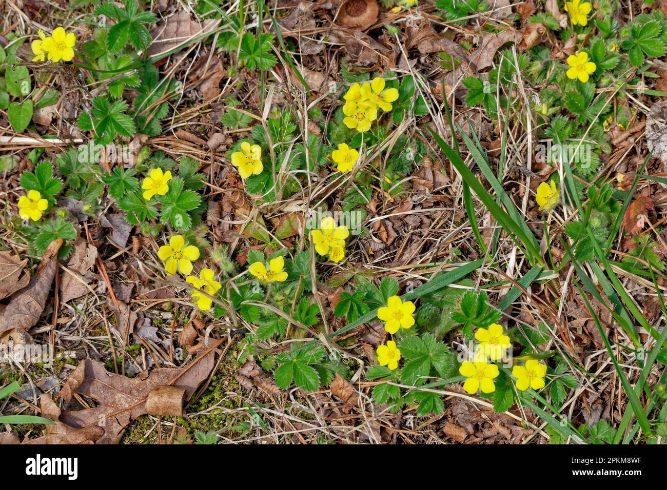 A common cinquefoil plant with little yellow flowers growing in the woodland spreading in an open area on the ground top view looking down closeup on Stock Photo