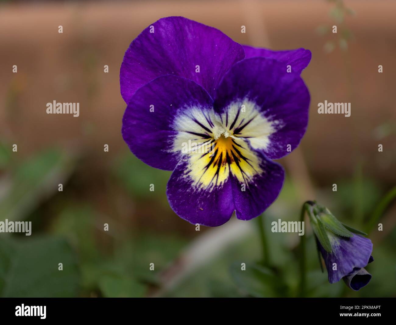 Macro de una flor de pensamiento púrpura Stock Photo