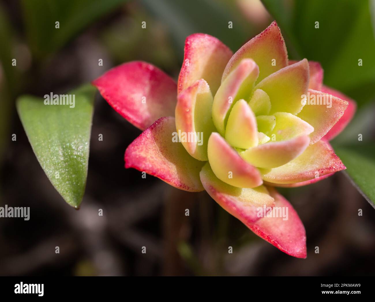 Suculenta hi-res stock photography and images - Alamy