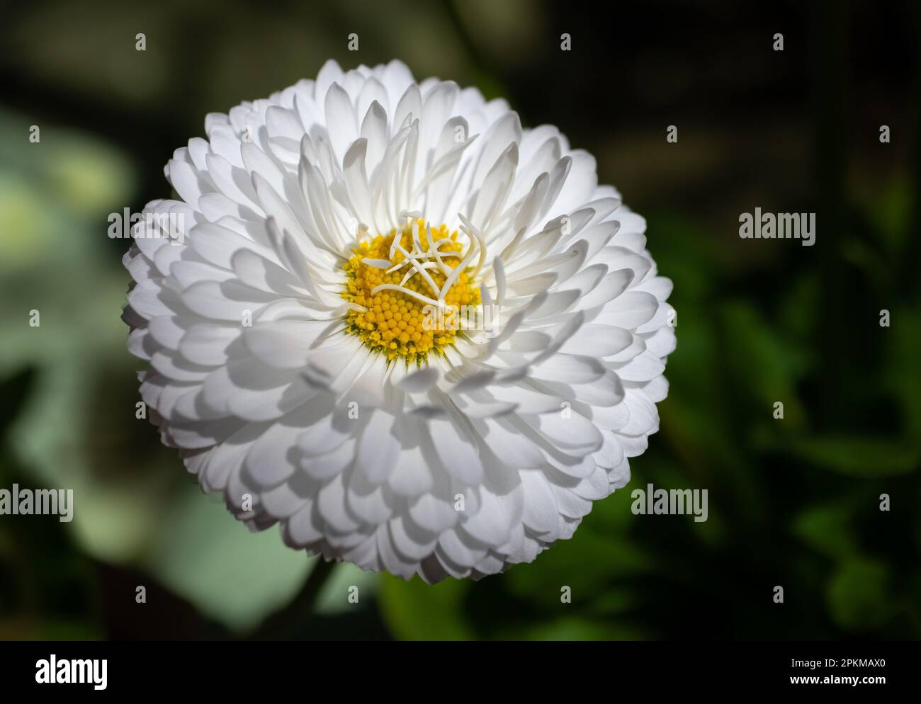 Macro de una flor de aster blanco aislada con el fondo natural Stock Photo