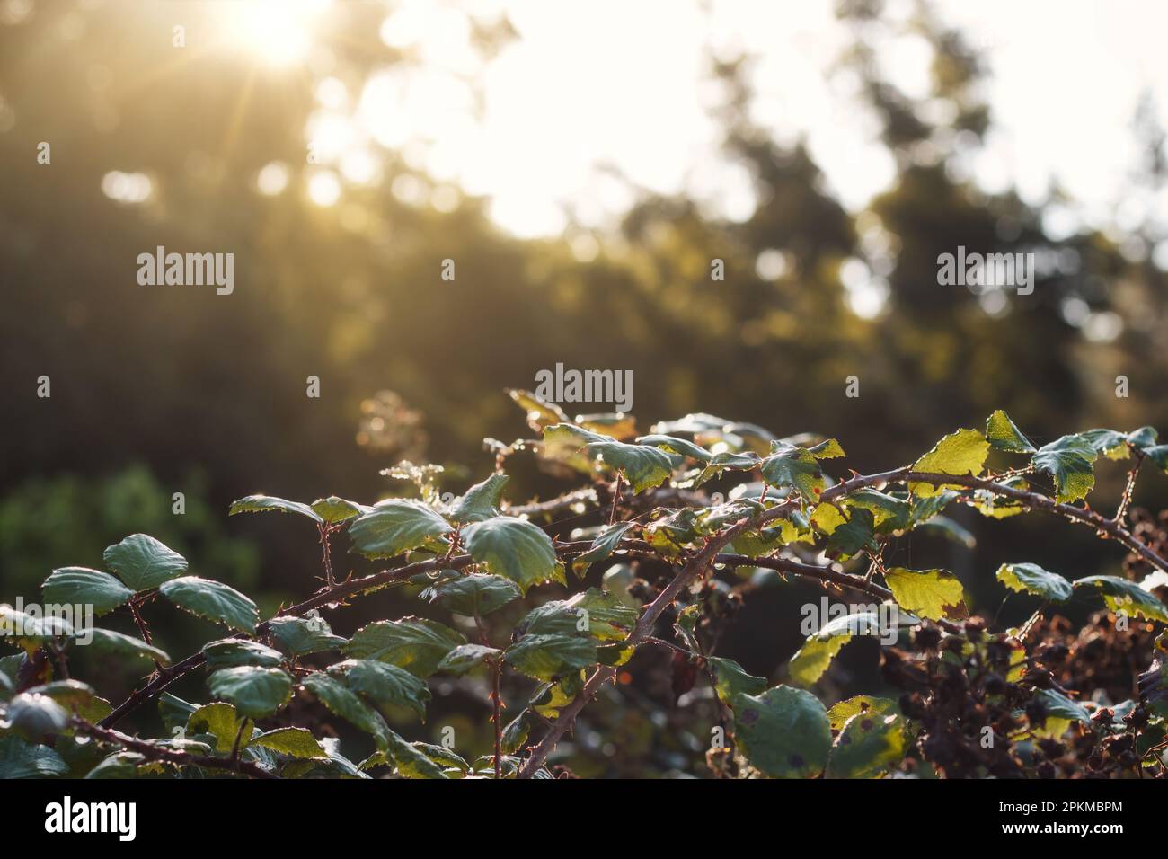 A thorny bramble or blackberry bush (Rubus fruticosa) in a forest with the dawn sun glowing in the background Stock Photo