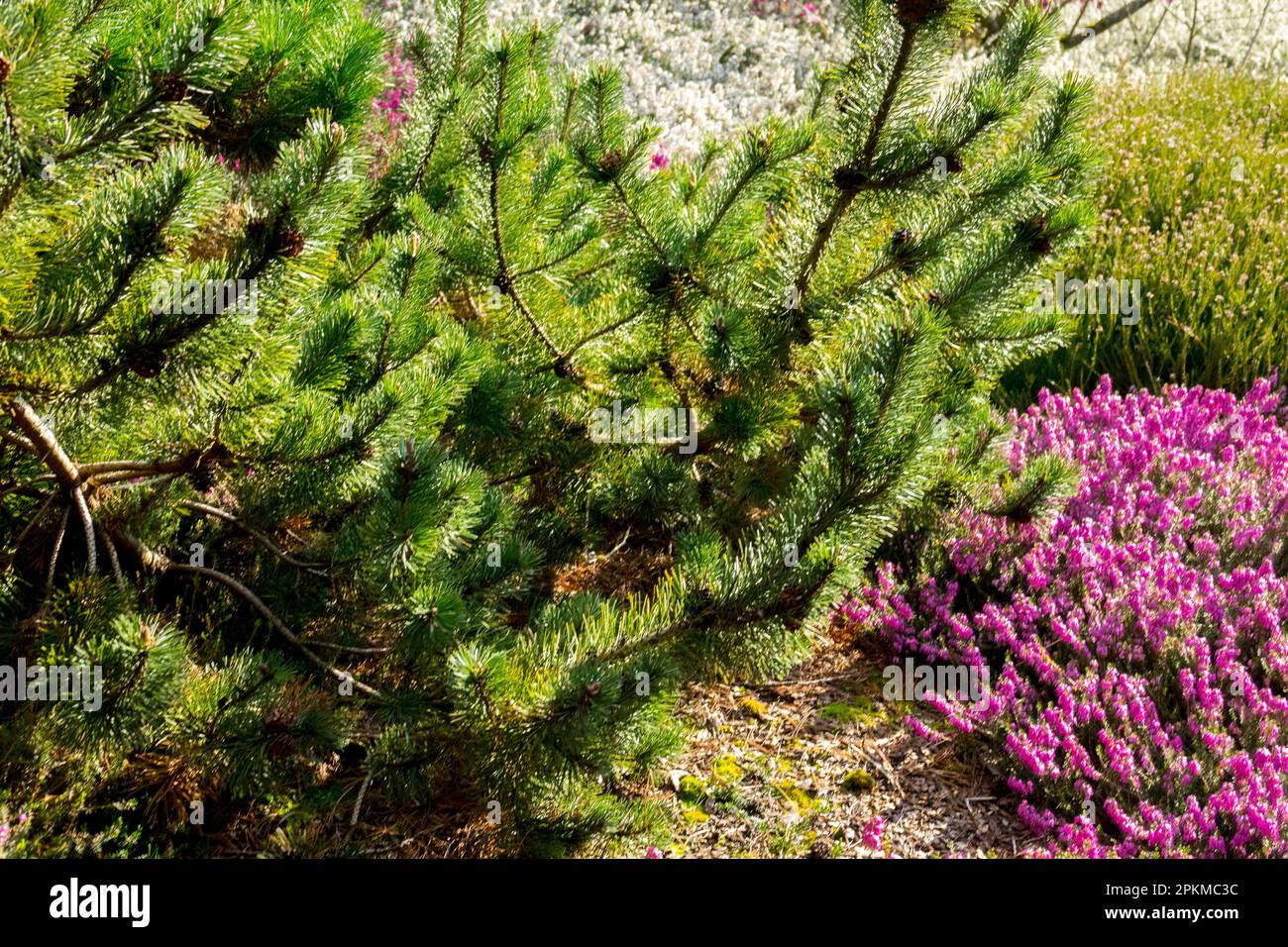 Garden, Pinus mugo, Spring Heat, Erica carnea garden Stock Photo