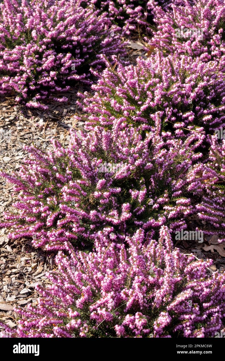 Pale, Purple, Clumps, Erica carnea "Praecox Rubra", Spring Heat, Erica