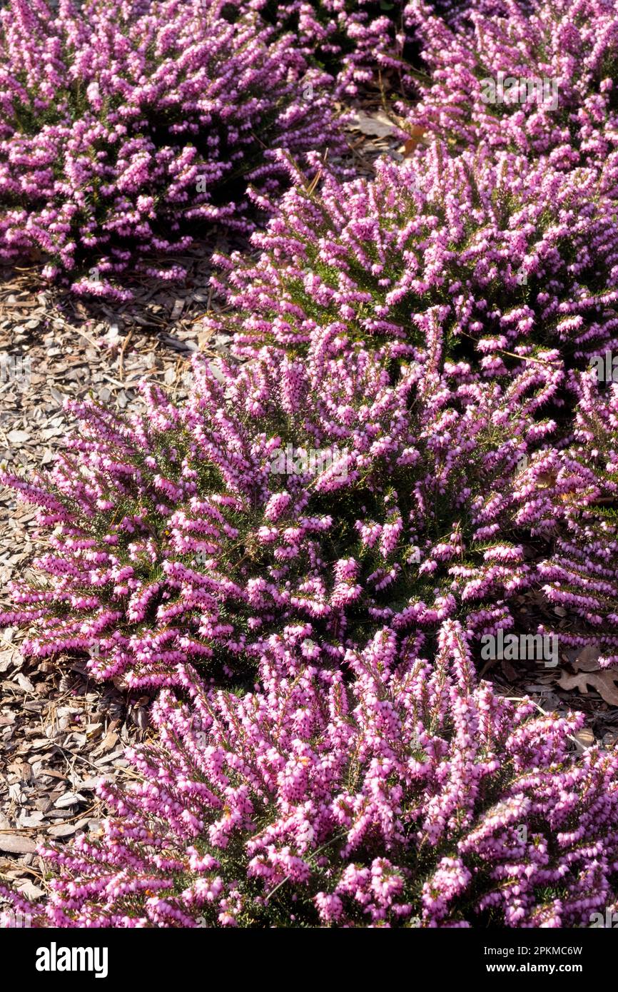 Pale, Purple, Clumps, Erica carnea 'Praecox Rubra', Spring Heat, Erica carnea, Garden, Blooming Heather, Spring Stock Photo
