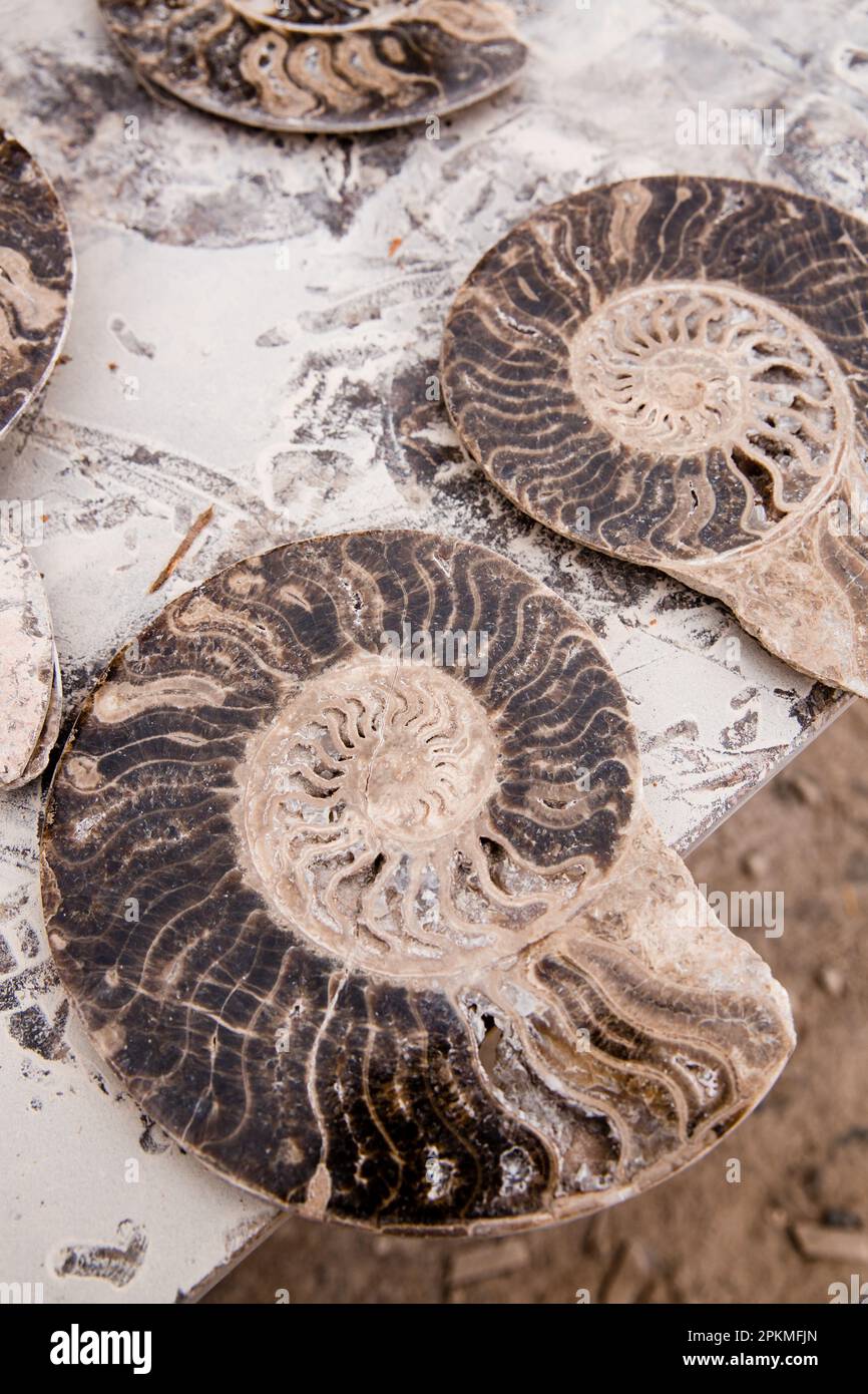 Fossil in morocco hi-res stock photography and images - Alamy