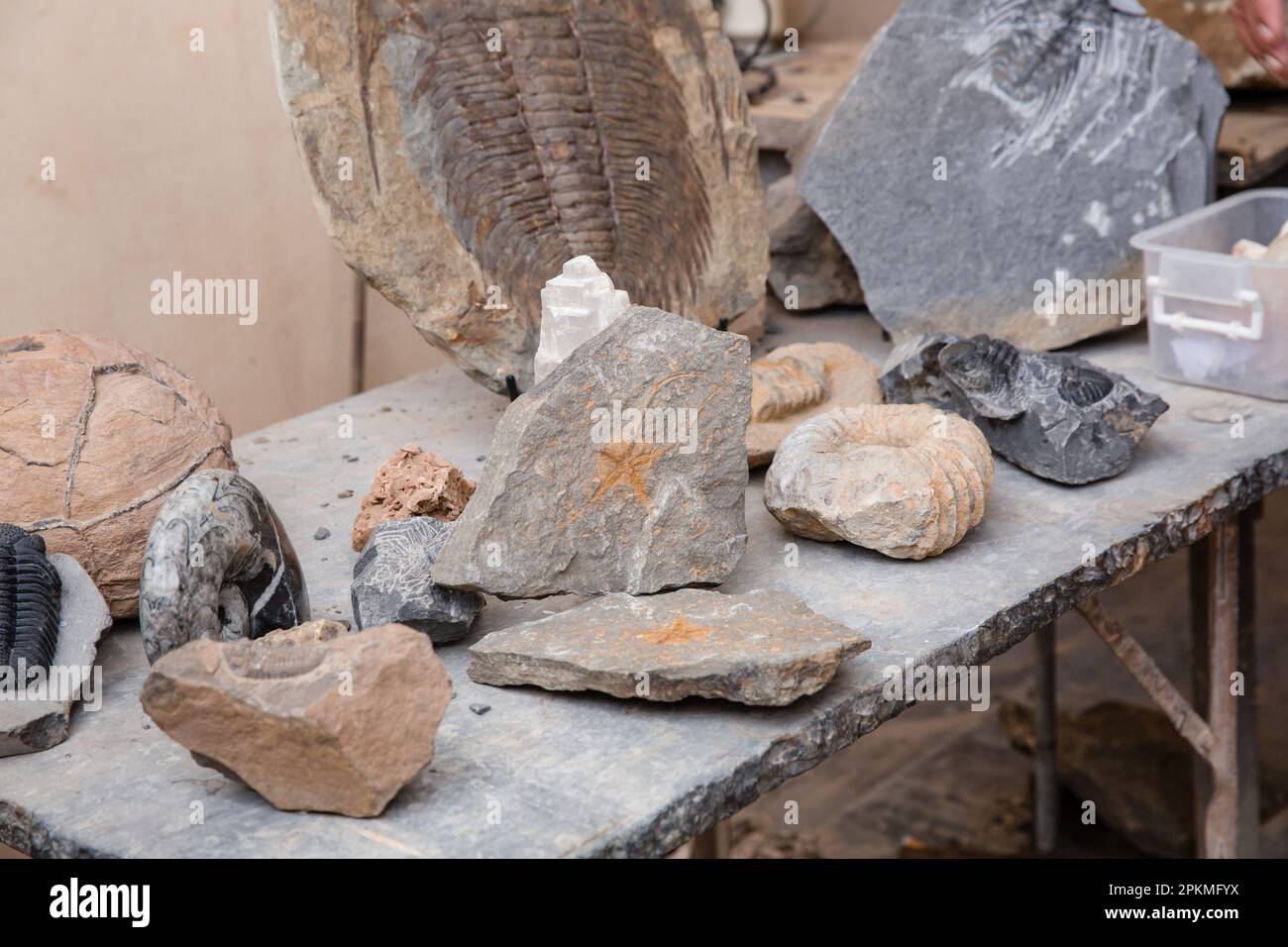 Different types of fossils on display in Morocco Stock Photo Alamy