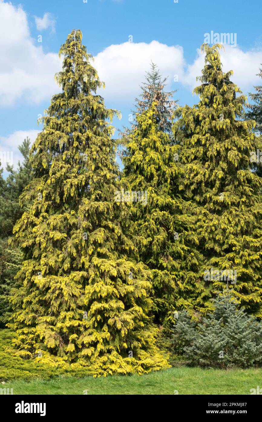 Gold, Colour, Conifer, Tree, Yellow, Coniferous, Shape, Trees Stock