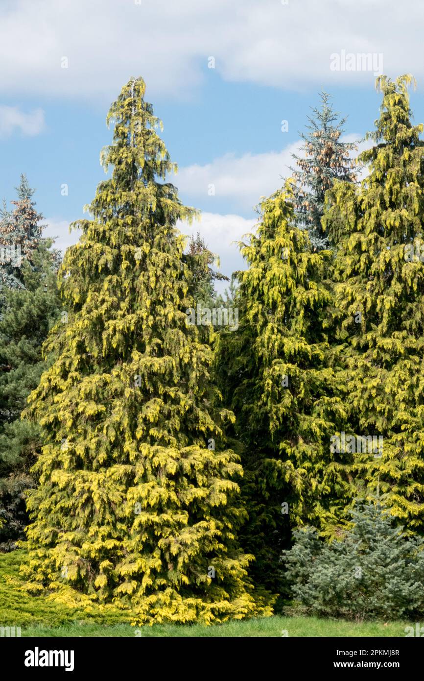 Evergreen, Conical, Tree, Lawson False Cypress, Chamaecyparis lawsoniana 'Stardust' Port Orford Cedar Stock Photo
