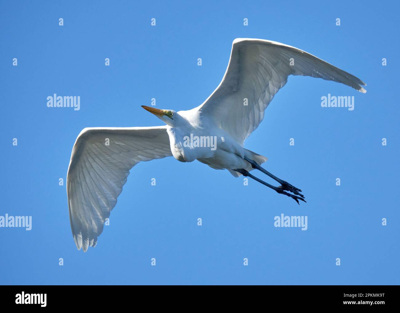 A close-up of a white Great Egret soaring, with its wings spread, above a beach in Costa Rica with a bright blue sky background. Stock Photo