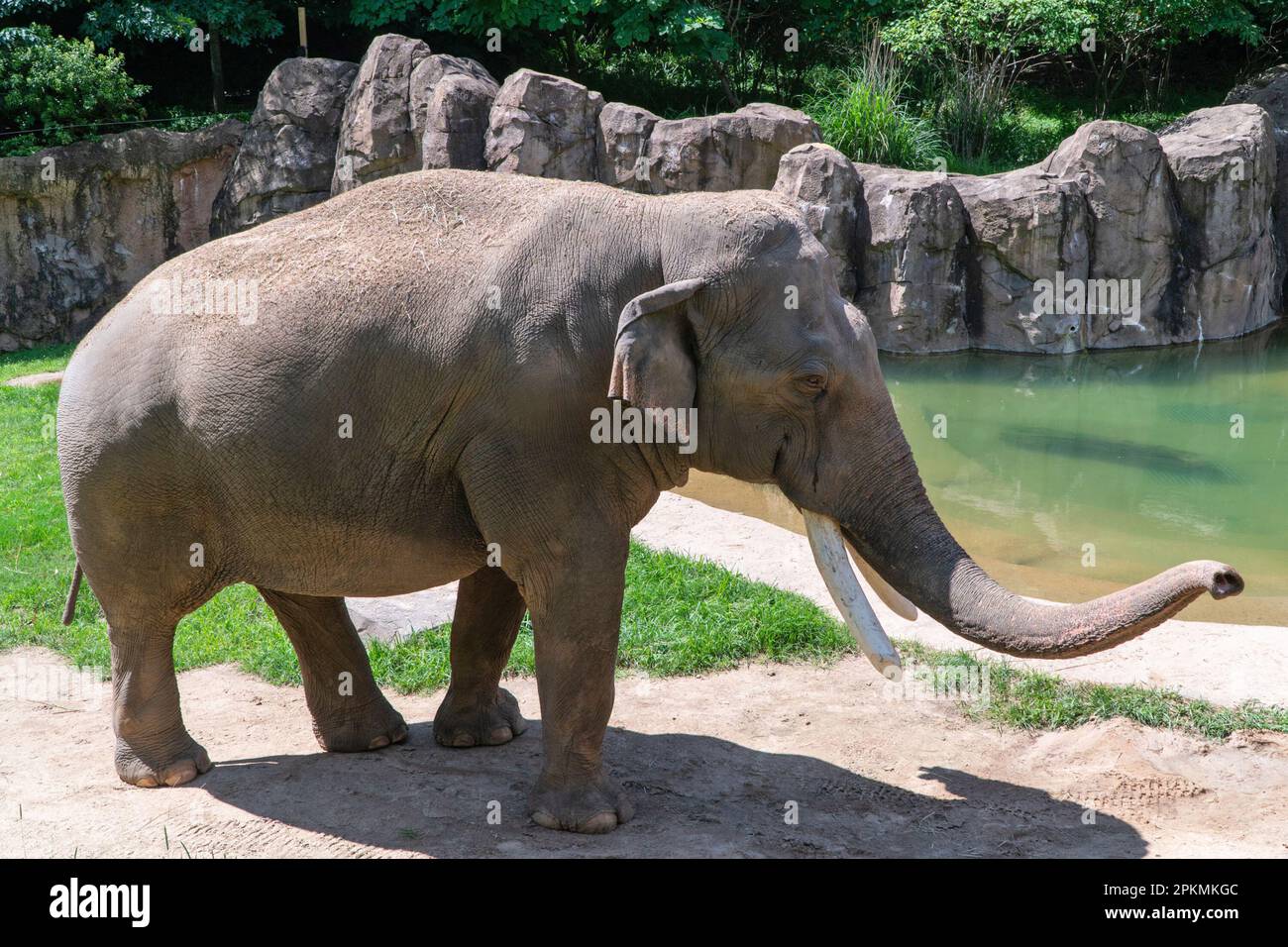 Asian Elephant, Elephas maximus, standing nest to a pond, Smithsonian National Zoological Park, Washington, DC, USA Stock Photo