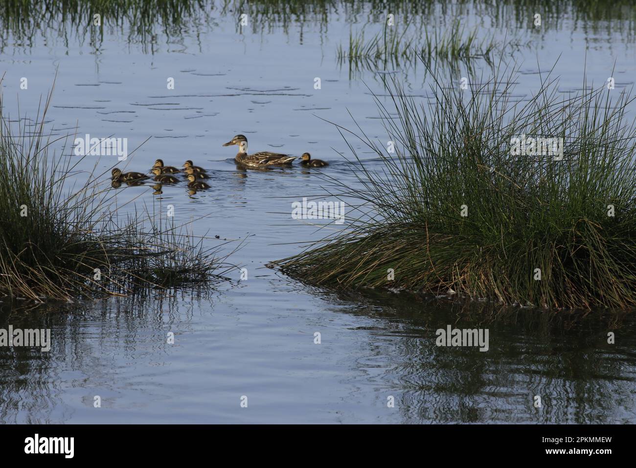 Family of ducks Stock Photo