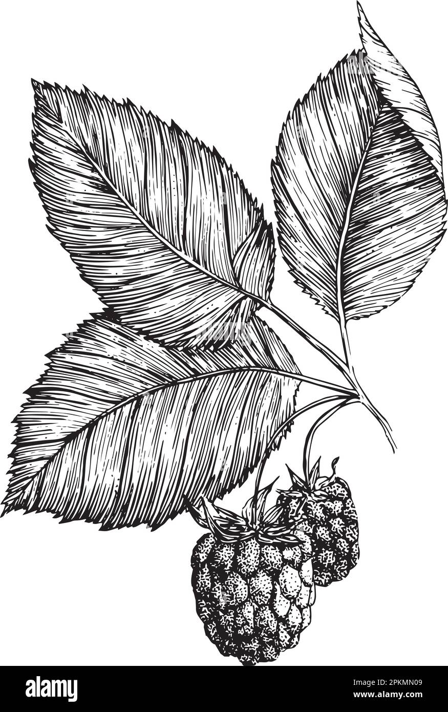 Hand drawn sketch black and white of raspberry, leaf, berry plant