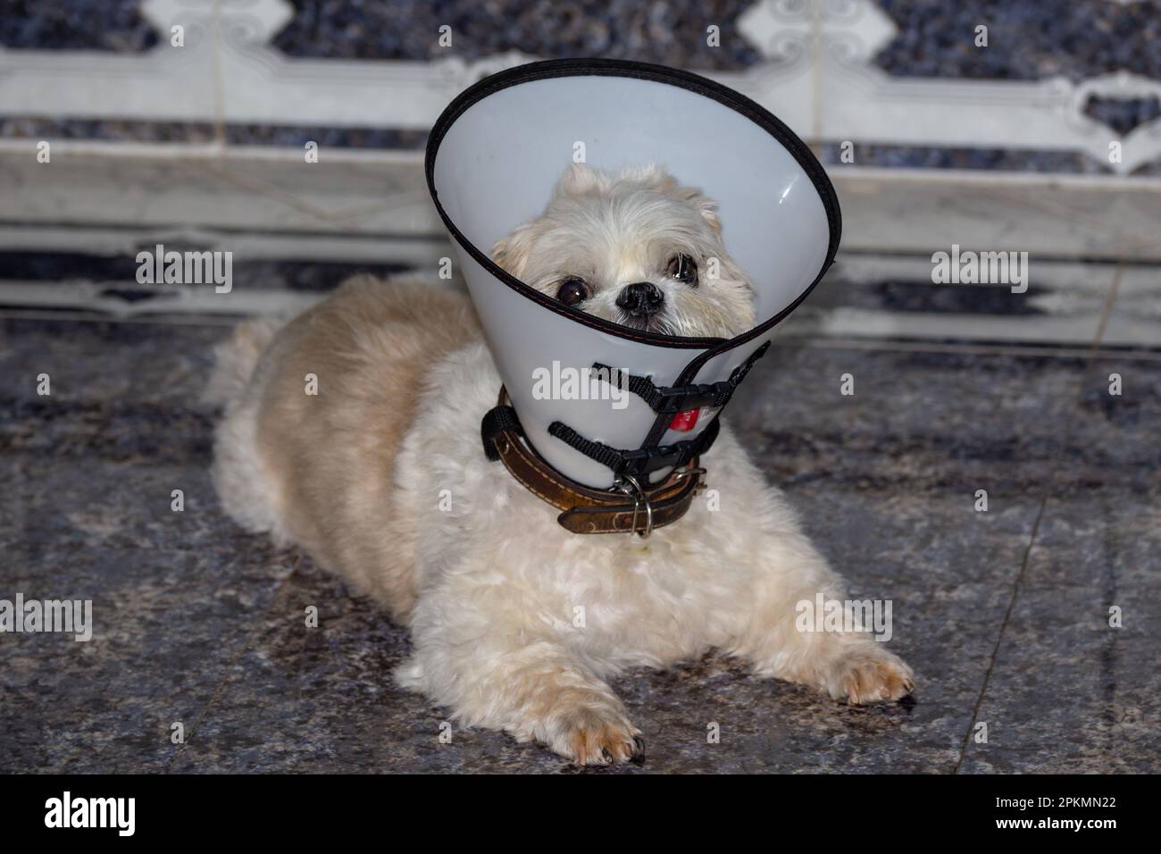 pet elizabethan collar for shih tzu puppy Stock Photo Alamy