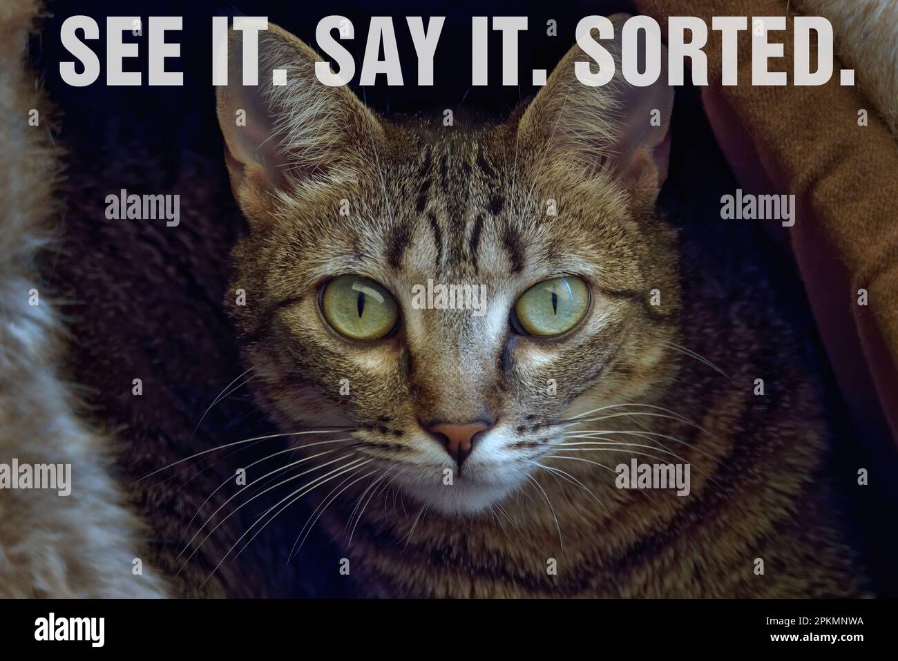 Cat watching in cave with "SEE IT. SAY IT. SORTED Stock Photo Alamy