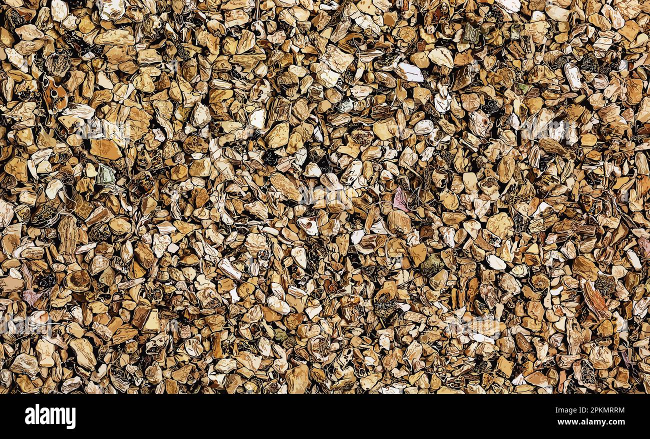 Illustration of background of organic dry calamus root. The Latin name