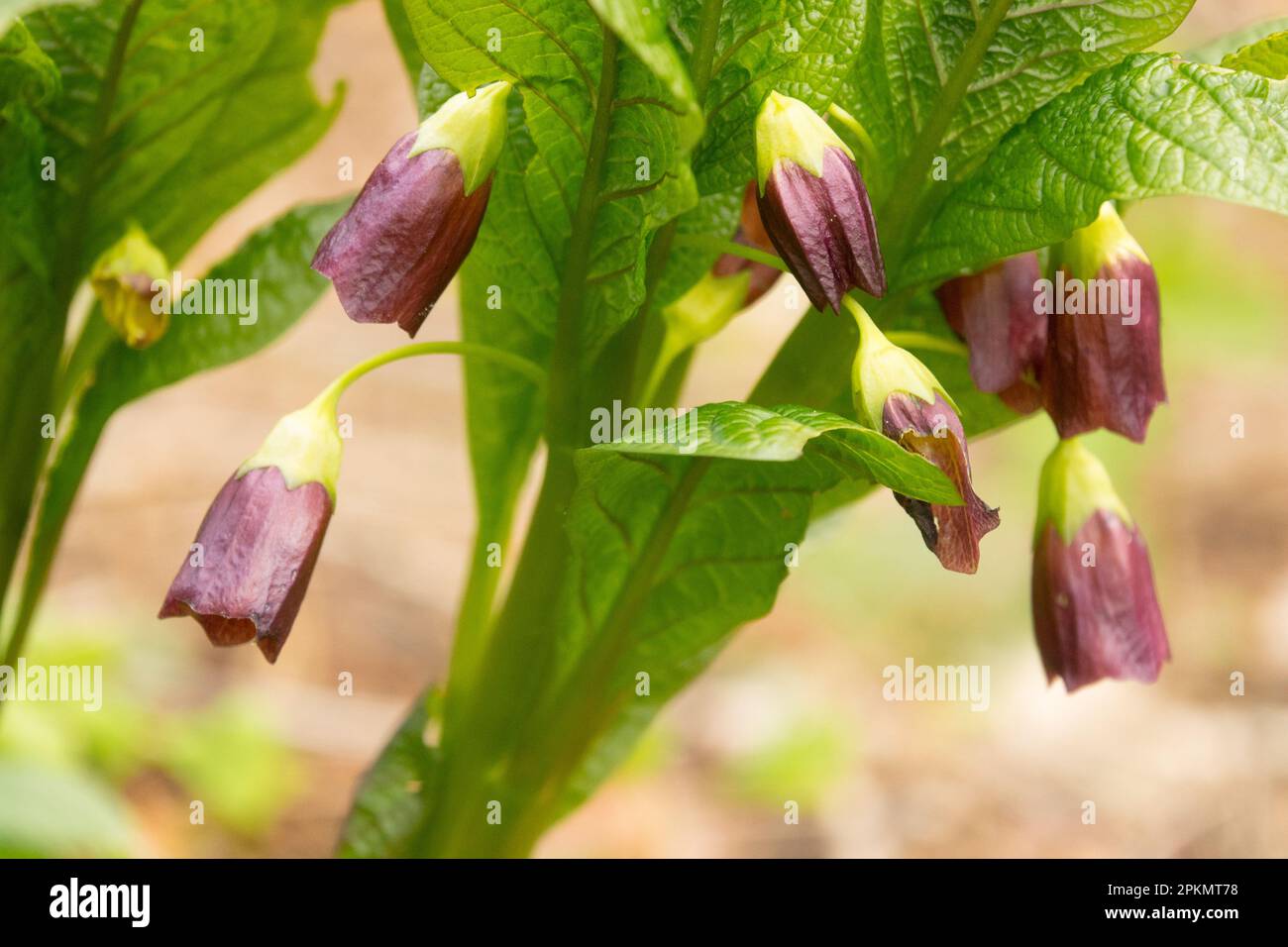 European Scopolia carniolica Flower Stock Photo