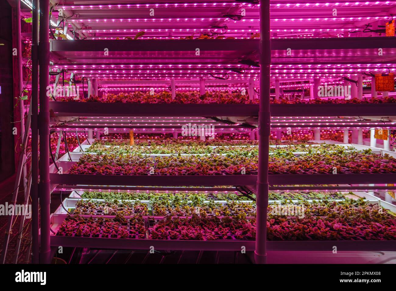 Modern greenhouse interior with artificial LED light Stock Photo Alamy
