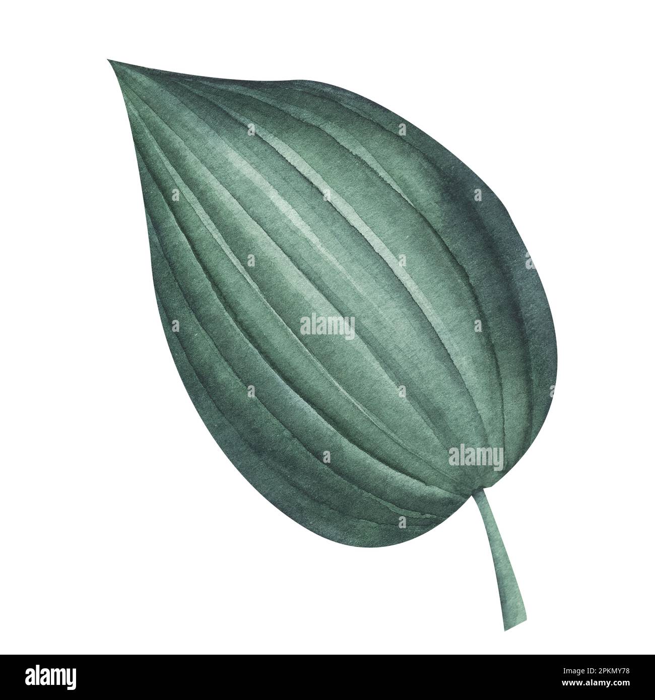 Set of green tropical leaves on white background, watercolor ...