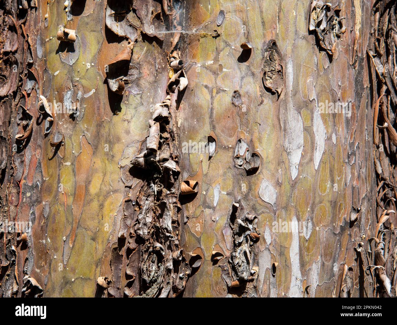 Detalle de la corteza del tronco de un árbol, textura Stock Photo