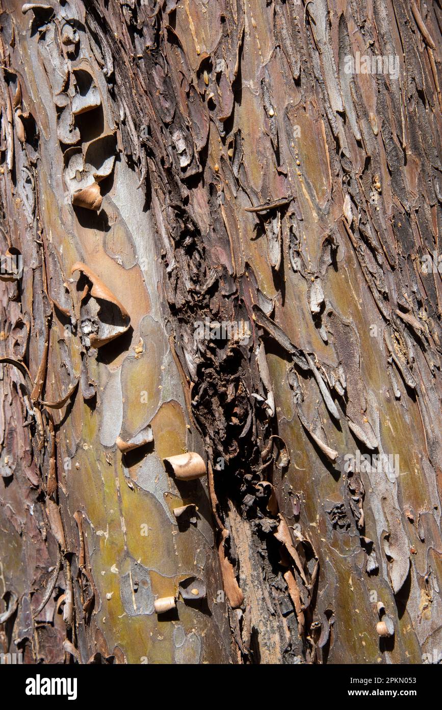 Detalle de la corteza del tronco de un árbol, textura Stock Photo