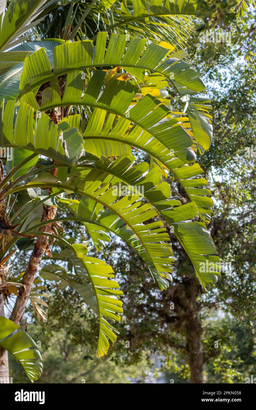 Huge banana tree leaves with other trees in the background. Jungle. Stock Photo
