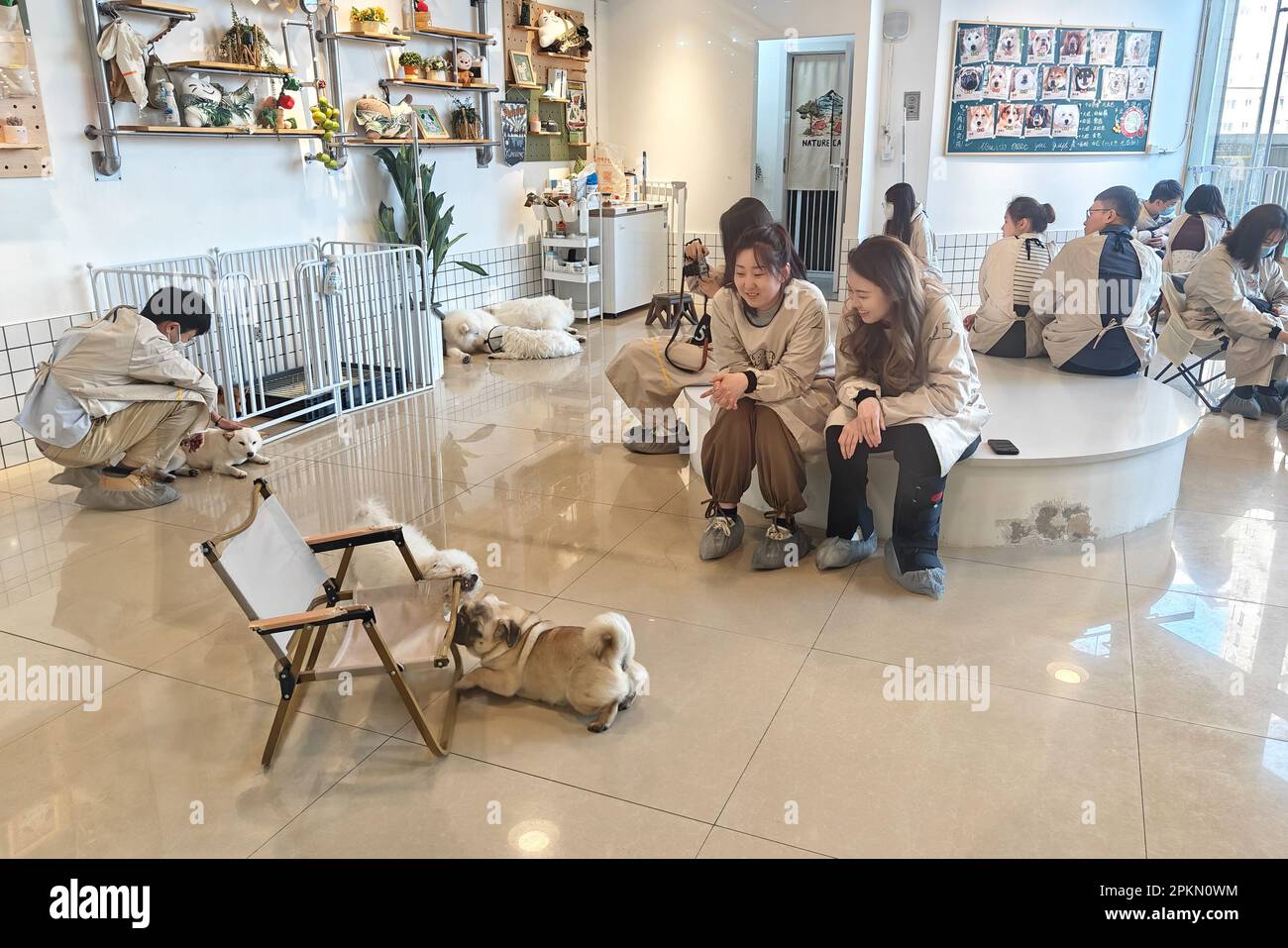 SHANGHAI, CHINA APRIL 8, 2023 Customers play with dogs at a