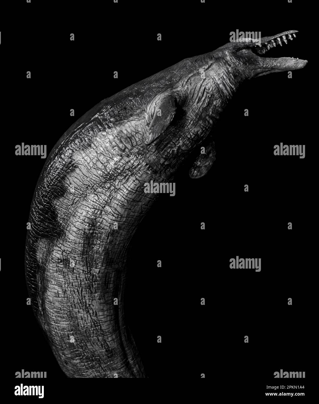 Basilosaurus (Zeuglodon) is an early whale that swam the ancient oceans