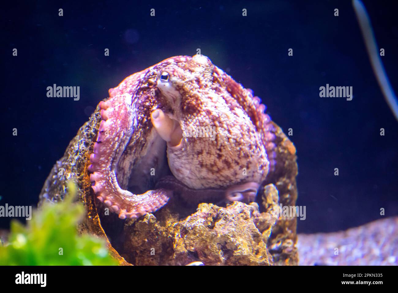 Common octopus (Octopus vulgaris), wildlife animal, in the water Stock