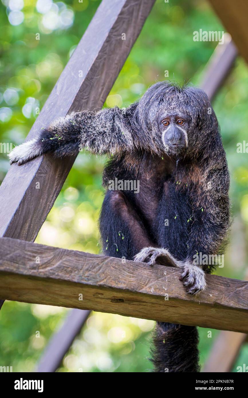 Monk saki monkey hires stock photography and images Alamy