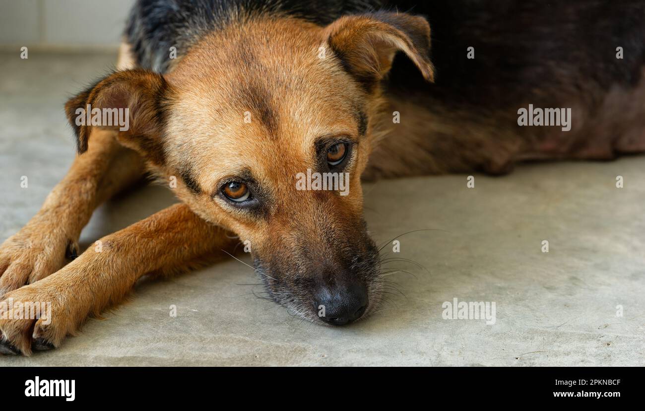 A Rescue Adoption Dog Is Looking Up With A Sad Look On Its Face Stock Photo