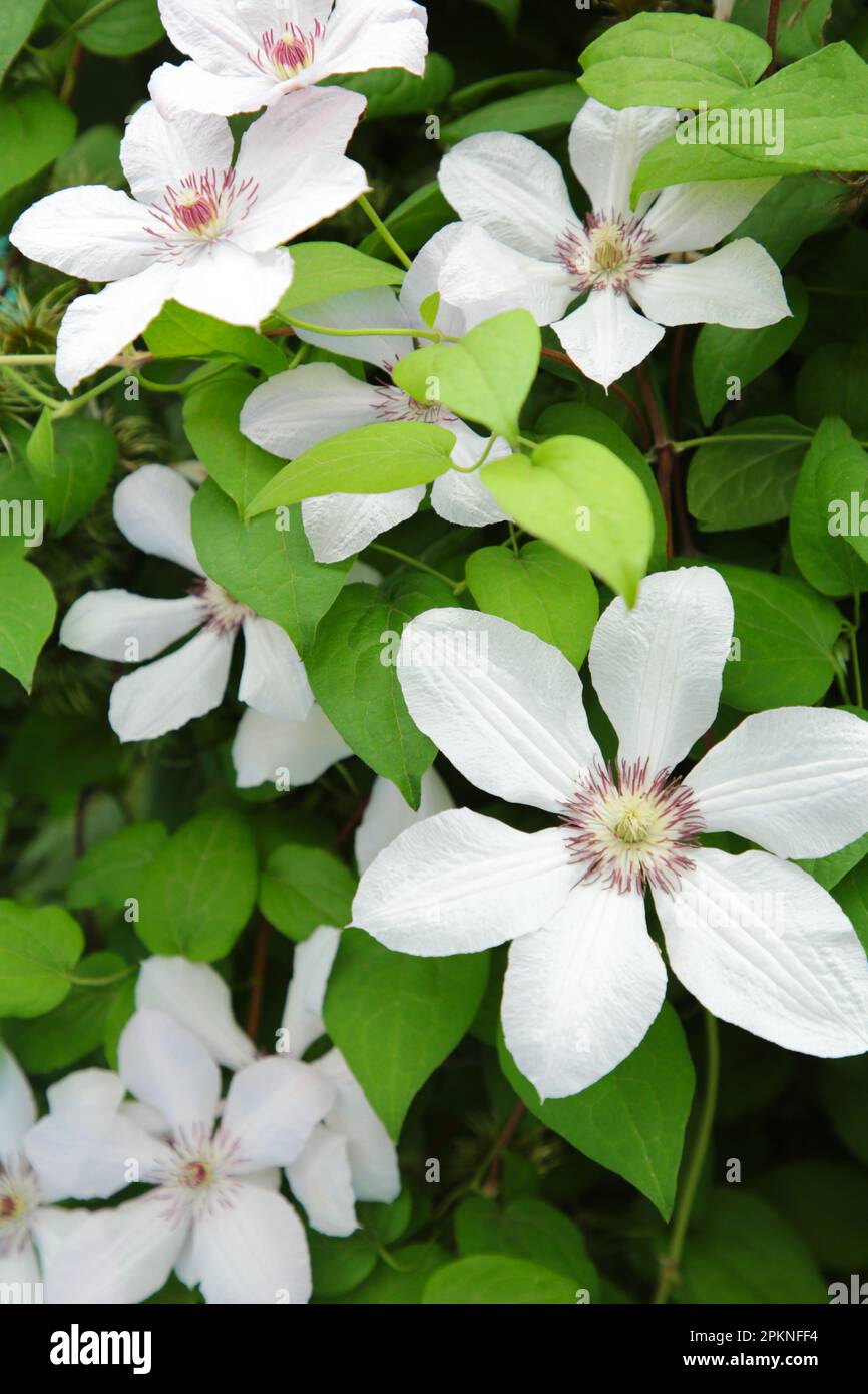 Flowering white clematis in the garden. Beautiful white clematis flower. Vertical foto Stock Photo