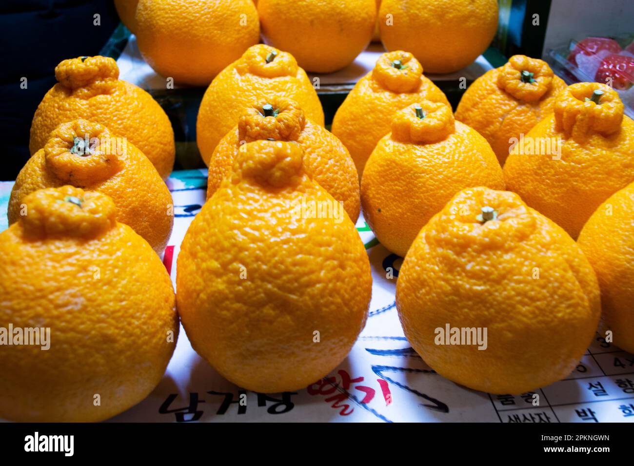 Hallabong mandarin oranges fruits symbol of Jeju for korean people and