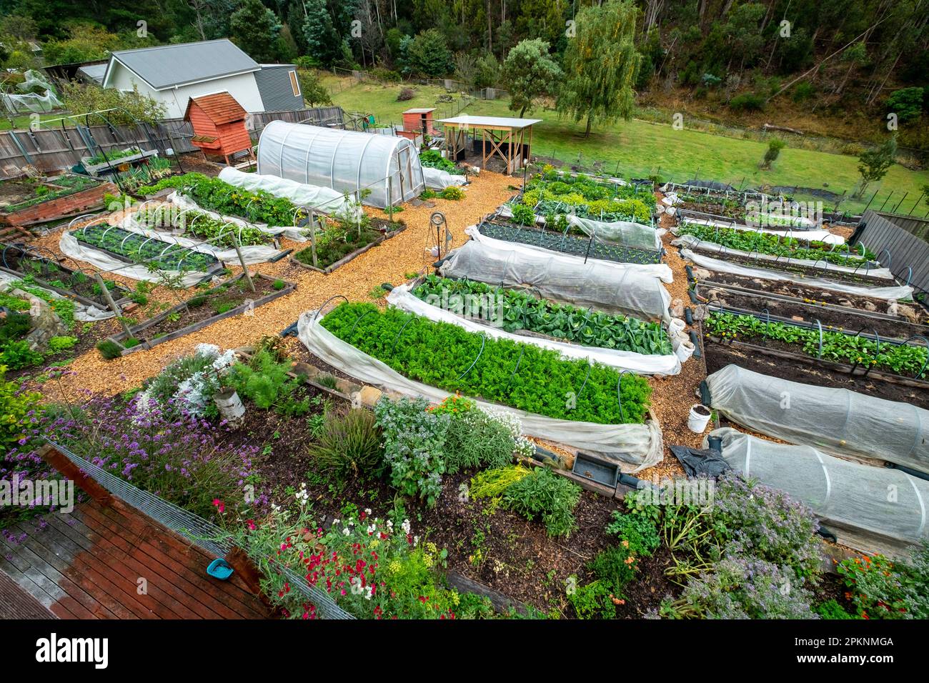 A small suburban organic market garden with raised beds and a hoop tunnel hot house in South Hobart Tasmania, Australia in autumn Stock Photo