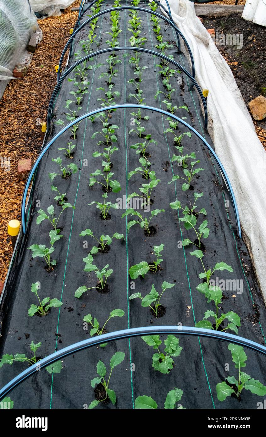 Raised garden beds under cultivation with weed matting in a vegetable garden with Insulnet covers pulled back to show the plantings. Stock Photo