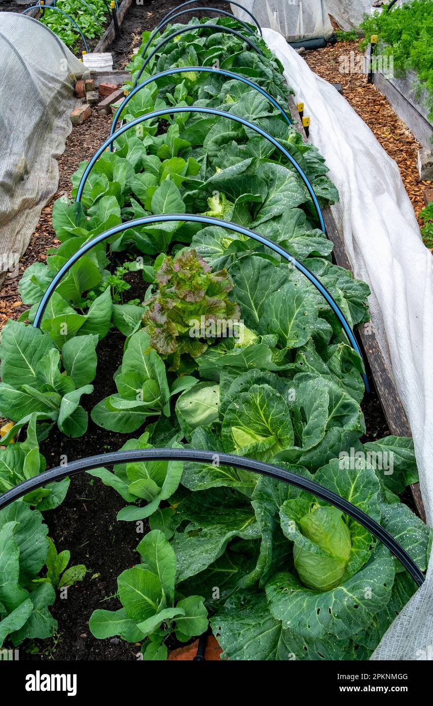 Raised garden beds under cultivation in a vegetable garden with Insulnet covers pulled back to show the plantings. Stock Photo