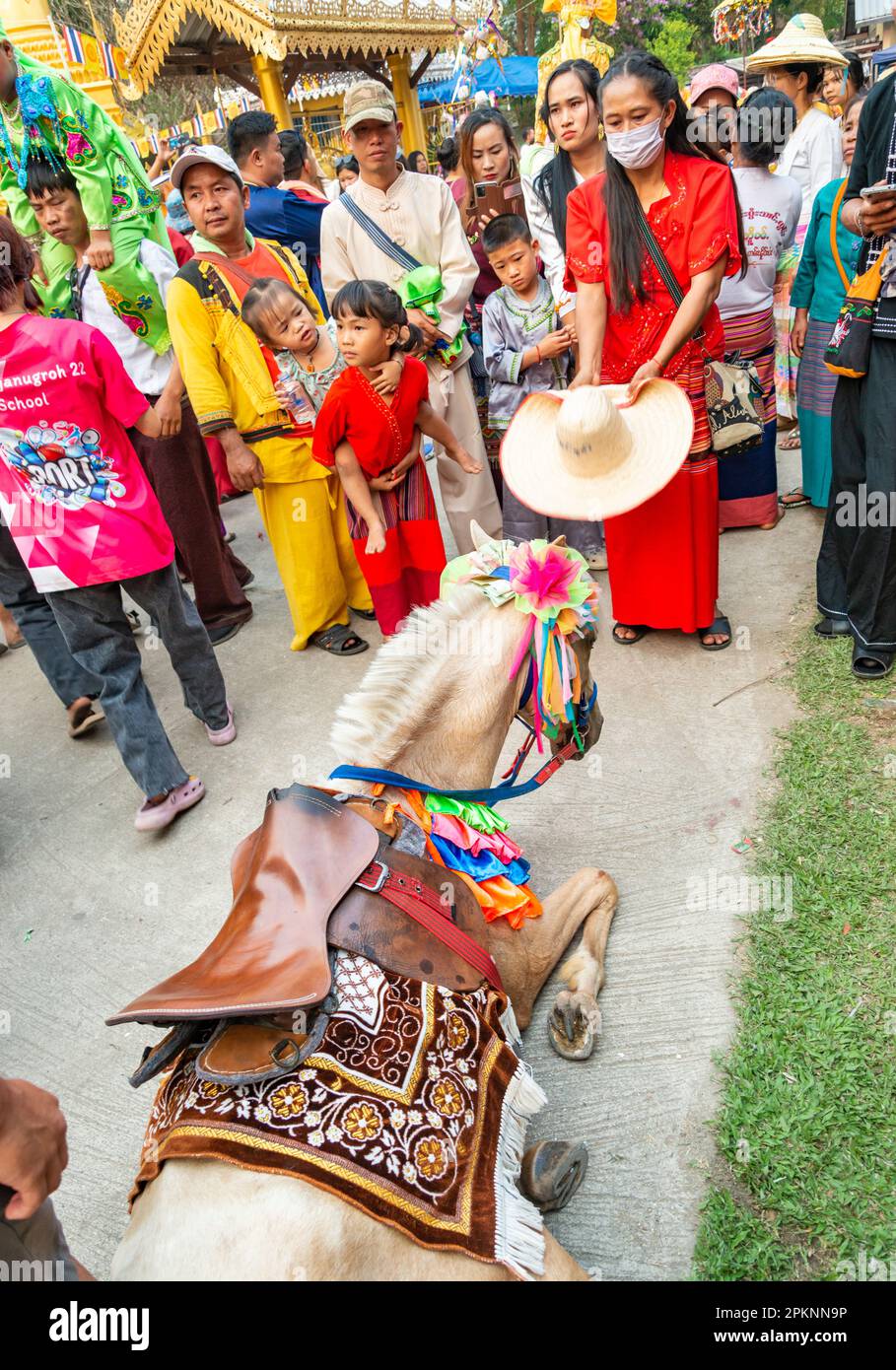 Pai,Northern Thailand-April 4th 2023: A crowd looks on,as a horse dressed in ceremonial garb collapses,and is helped by a woman, who uses her large ha Stock Photo