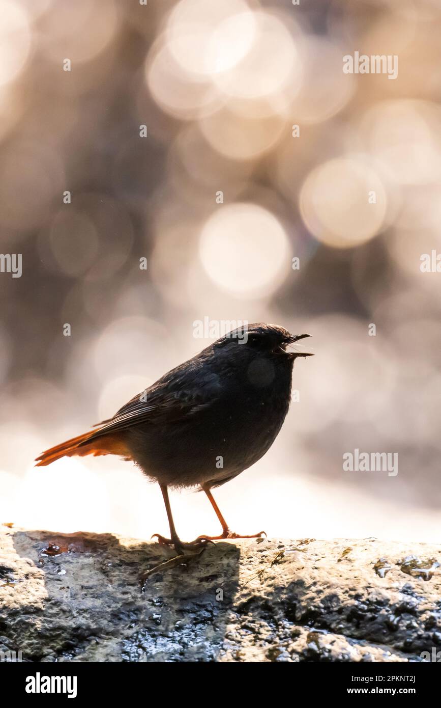 A male plumbeous water redstart calling female in a creek in the summer, bright bokeh of water in the background. Doi Inthanon, Thailand. Stock Photo