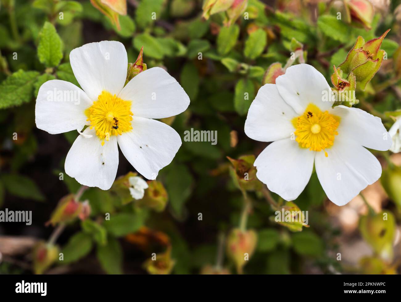 Gallipoli rose hires stock photography and images Alamy