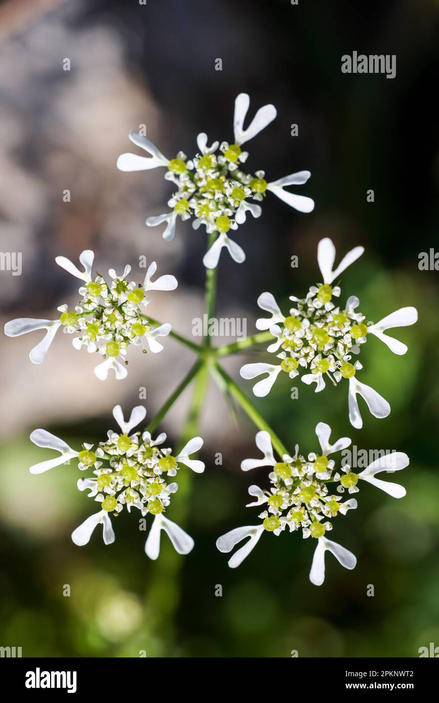Mediterranean hartwort flowering Stock Photo