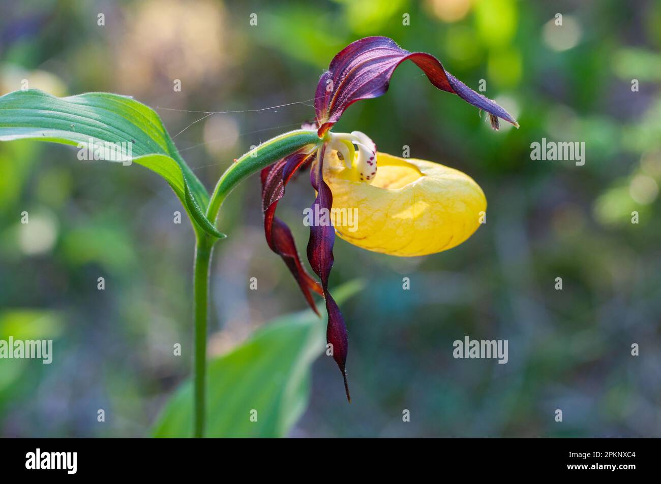 Calceolate Rare and beautiful ladys-slipper orchid Cypripedium calceolus with red ...