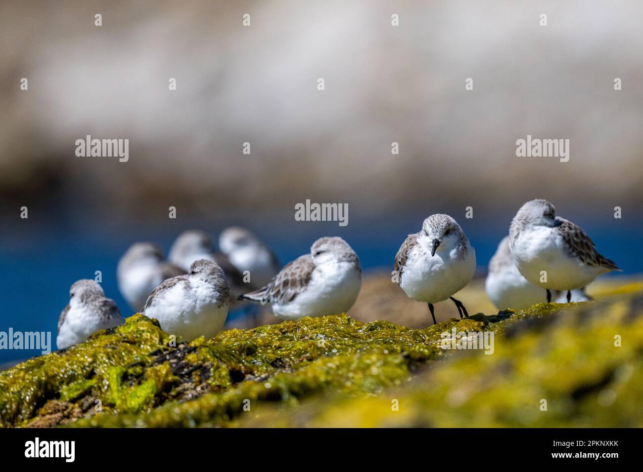 A flock of birds on the seashore. Sanderling, Calidris alba. Stock Photo