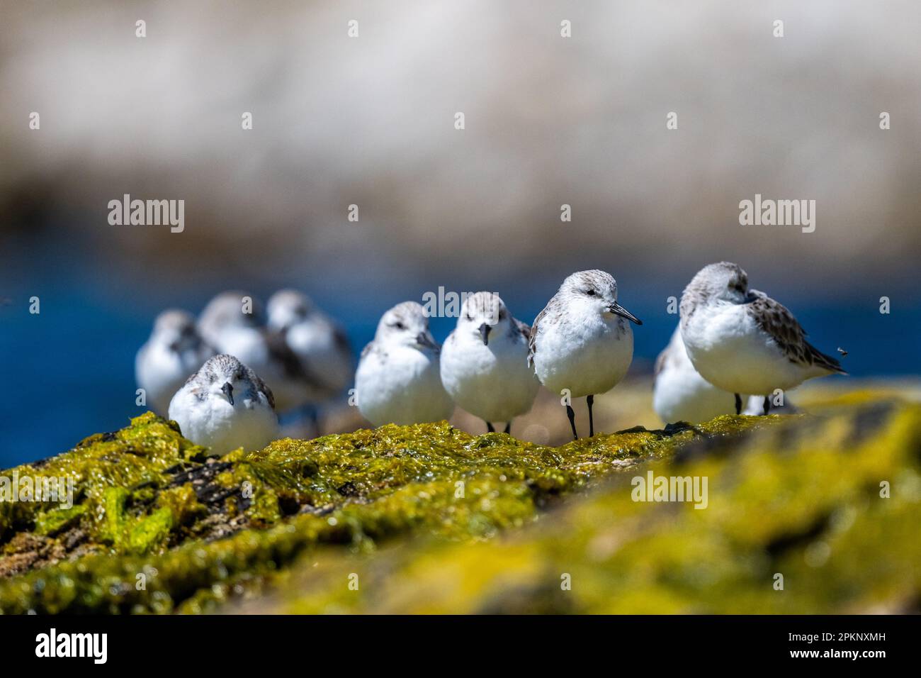 A flock of birds on the seashore. Sanderling, Calidris alba. Stock Photo