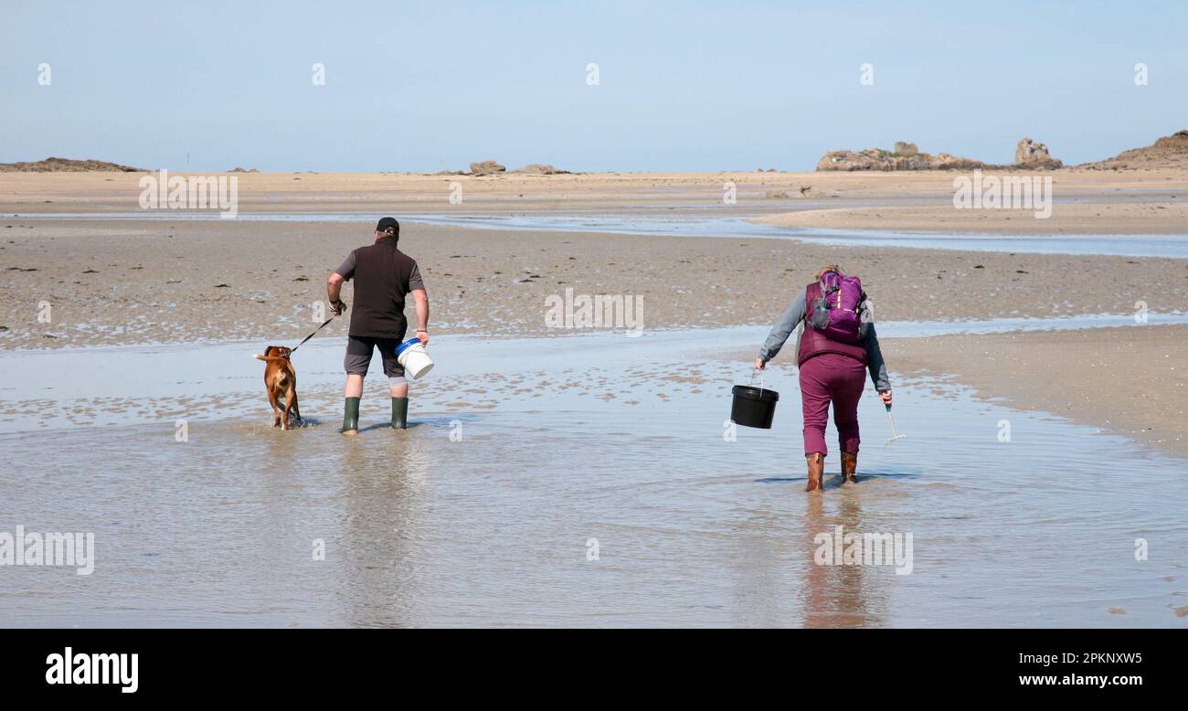 Hunter-gatherers on the beach at low tide, Saint-Jacut-de-la-Mer, Brittany, North West France, Europe Stock Photo