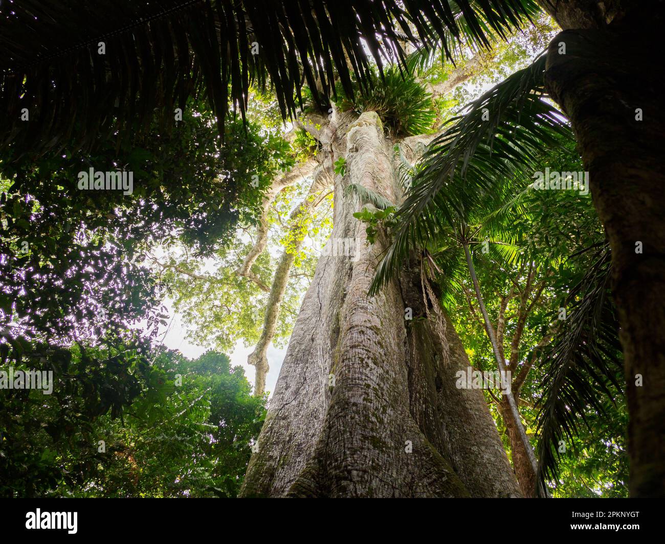 Big ceiba, kapok tree on the bank of the Javari River. Ceiba pentandra. Amazonia, border of Brazilia and Peru, South America Stock Photo