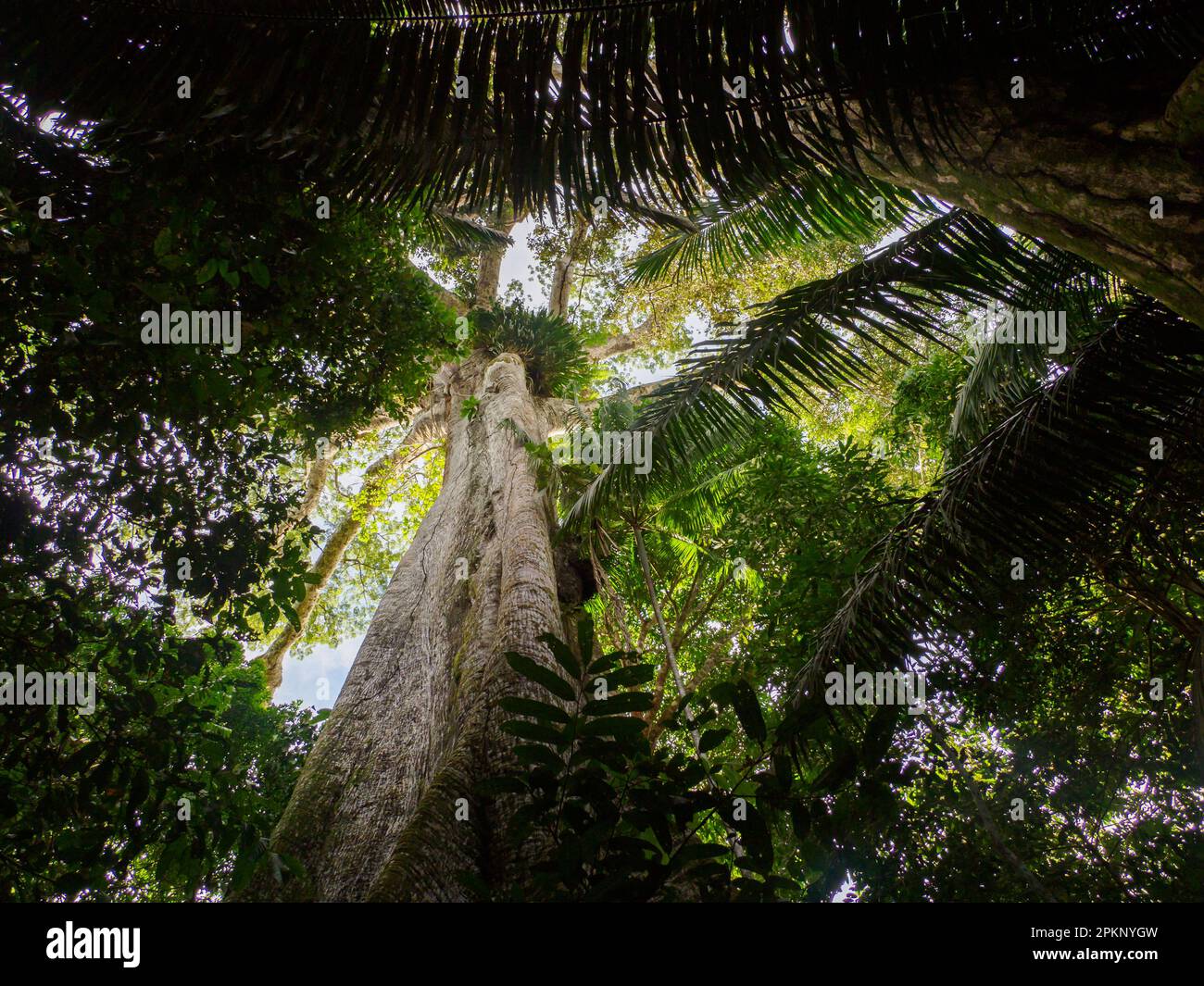 Big ceiba, kapok tree on the bank of the Javari River. Ceiba pentandra ...