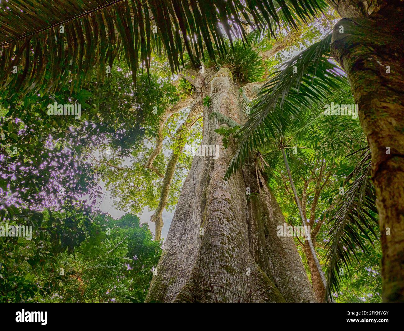Big ceiba, kapok tree on the bank of the Javari River. Ceiba pentandra. Amazonia, border of Brazilia and Peru, South America Stock Photo