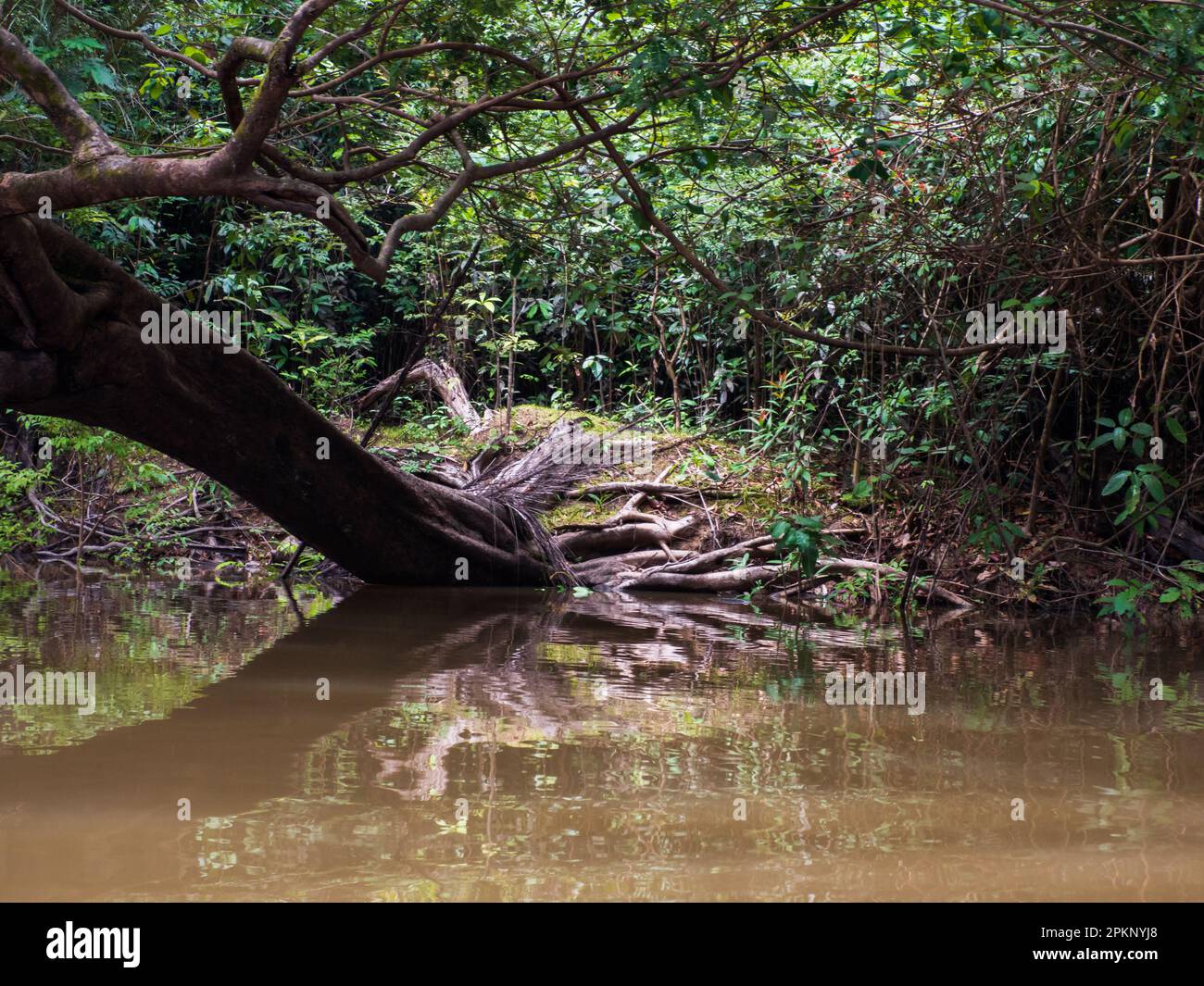 Huge tree in Amazonia. selva on the border of Brazil and Peru. Yavari