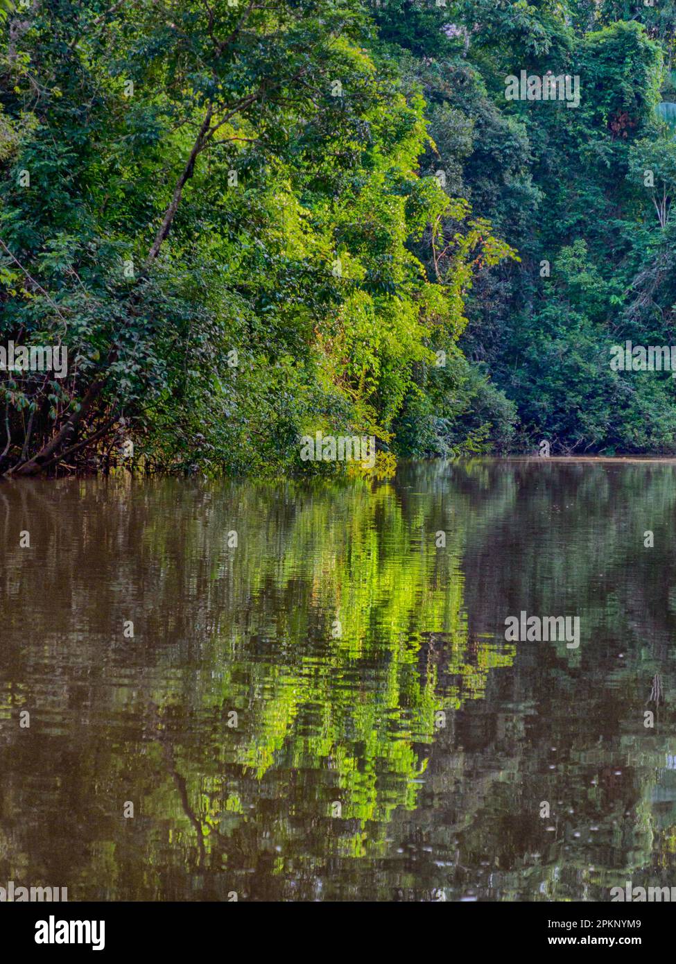 Amazonia wall of green tropical forest of the Amazon jungle, green